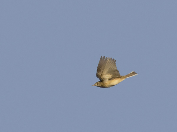 Mongoliankirvinen, Blyth's Pipit, Anthus godlewskii